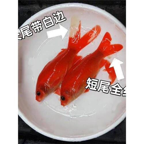 冷水鹦鹉鱼血鹦鹉红金鱼锦鲤冷水观赏鱼活体鱼苗好养耐活发财鱼