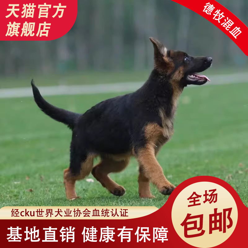 德牧幼犬混血弓背便宜放羊小狼狗短毛高智商看家护院放羊看门狗狗