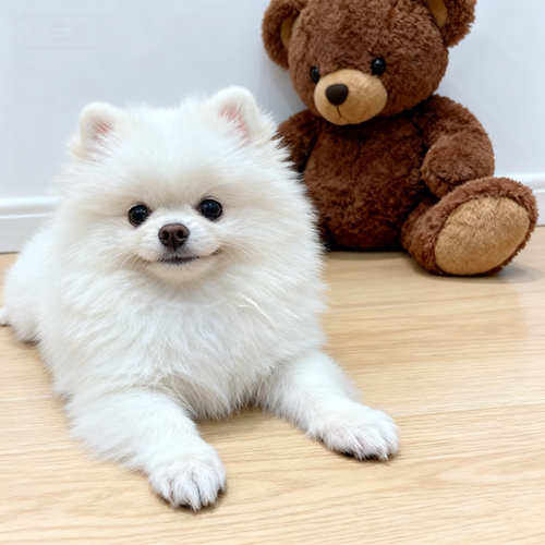 博美幼犬幼崽犬宠物狗便宜超小