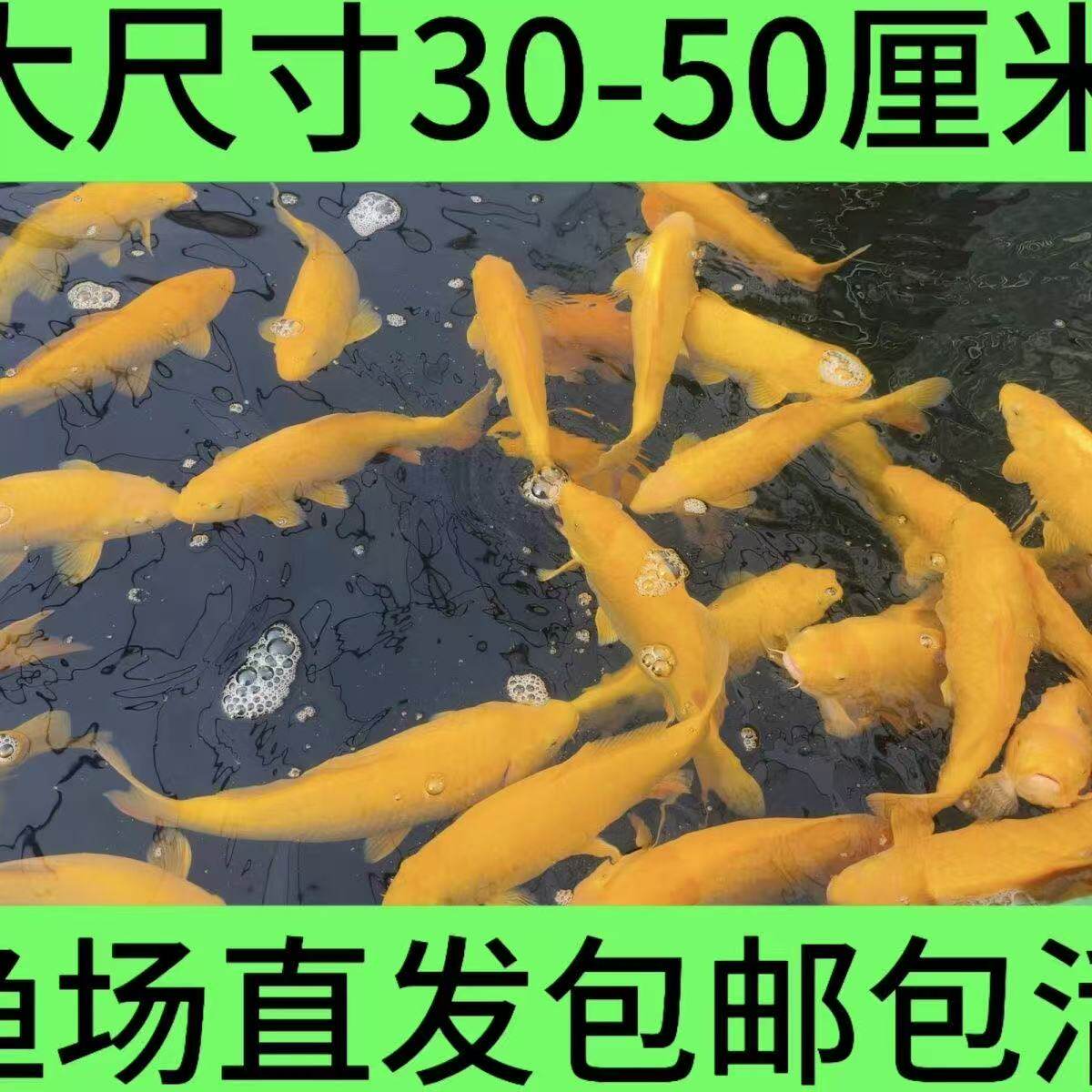 活血统蝴蝶鲤冷水鱼黄金鱼红白鱼