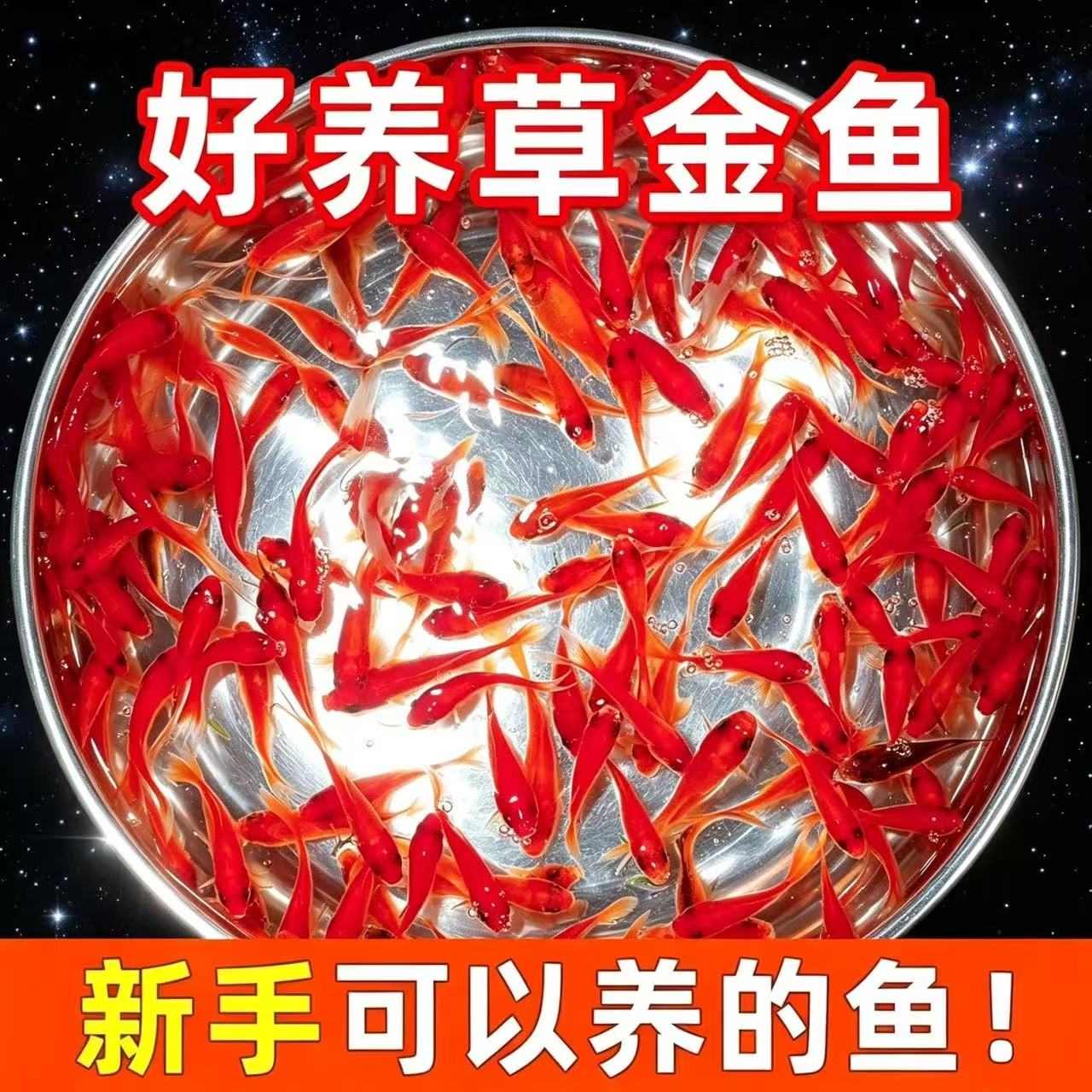 小型鱼小血统活体鱼蝴蝶鲤鱼三色