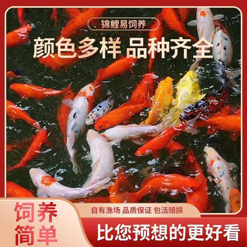 好养耐活鲤鱼冷水观赏鱼鱼苗