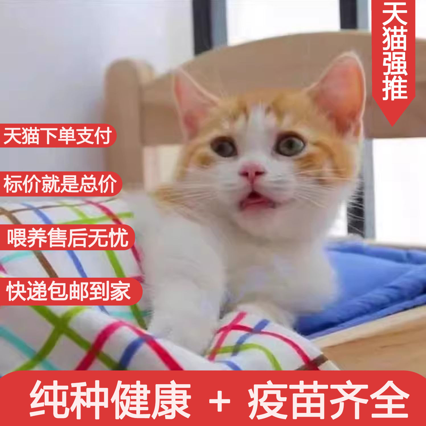 中华田园猫活体狸花网红幼宠物可