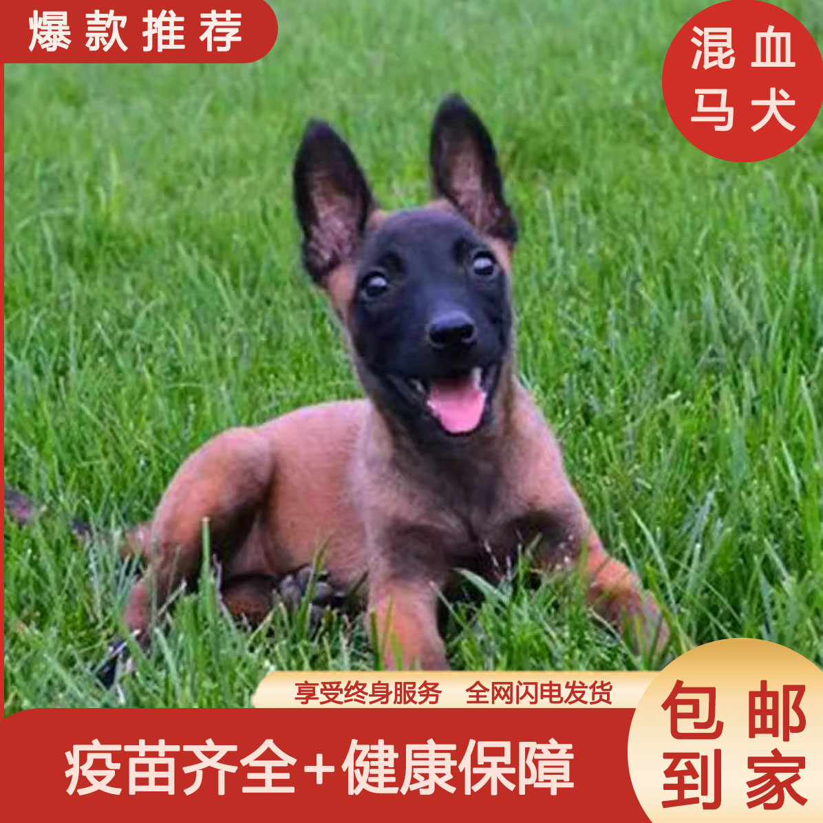马犬混血大型犬比利时牧羊犬宠物狗红马黄马短毛家养工作犬高智商