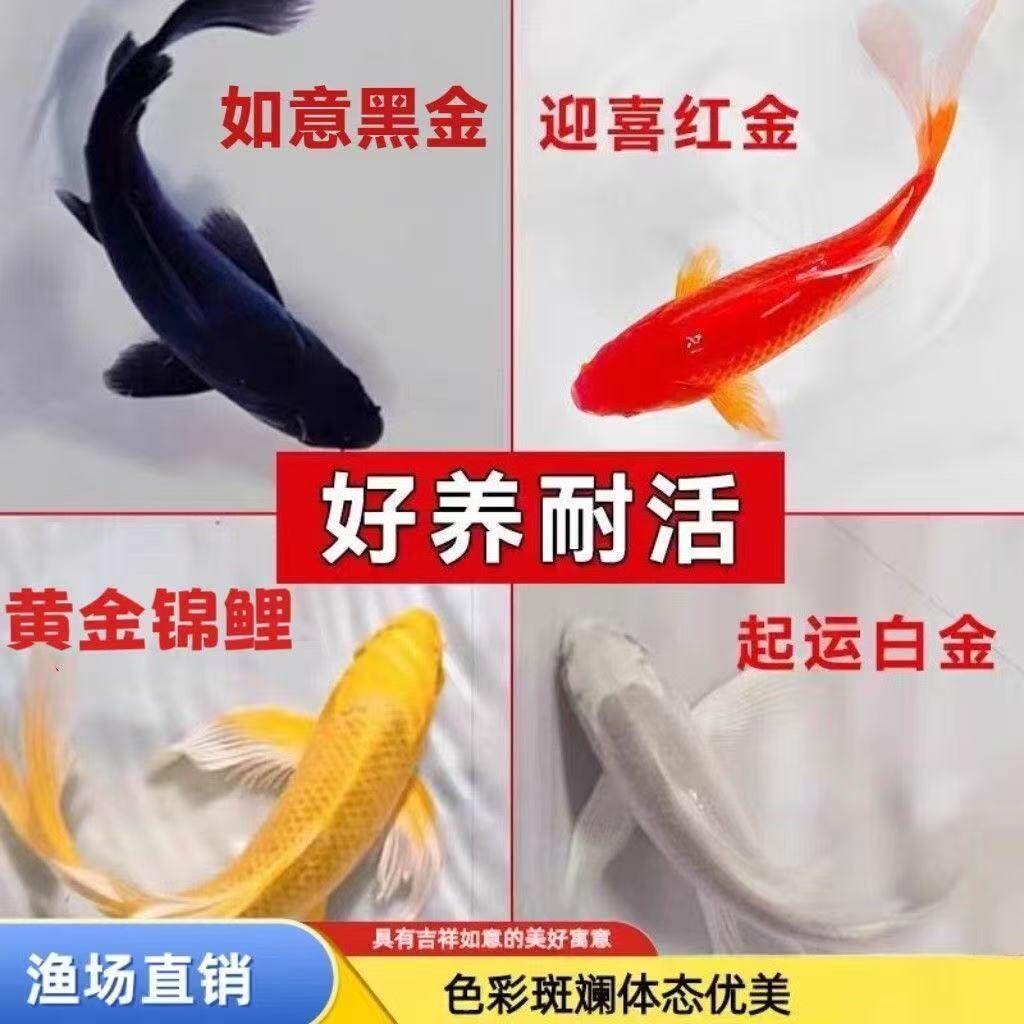 血统顺丰锦鲤宠物黄金活鱼苗蝴蝶鲤纯种鱼便宜小红白观赏鱼鱼鲤鱼