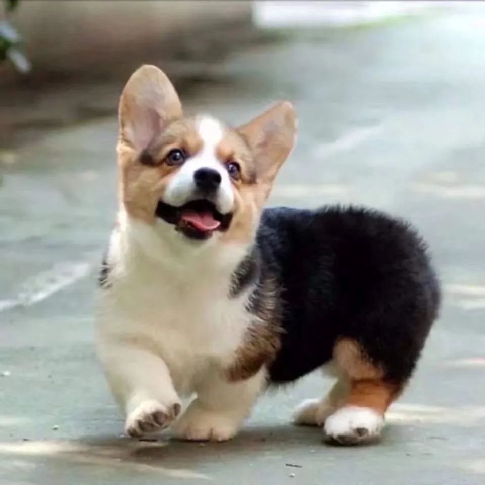 柯基幼犬黄白柯基小短腿黄白三色柯基小狗小型活体宠物狗宠物活物