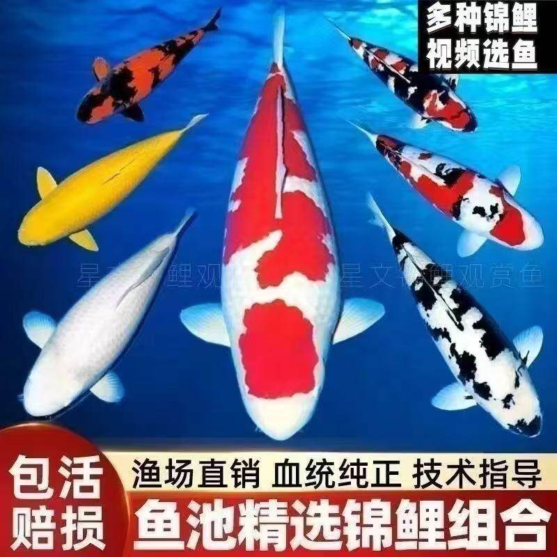 鱼锦鲤活体鱼黑白鱼血统鱼活鱼