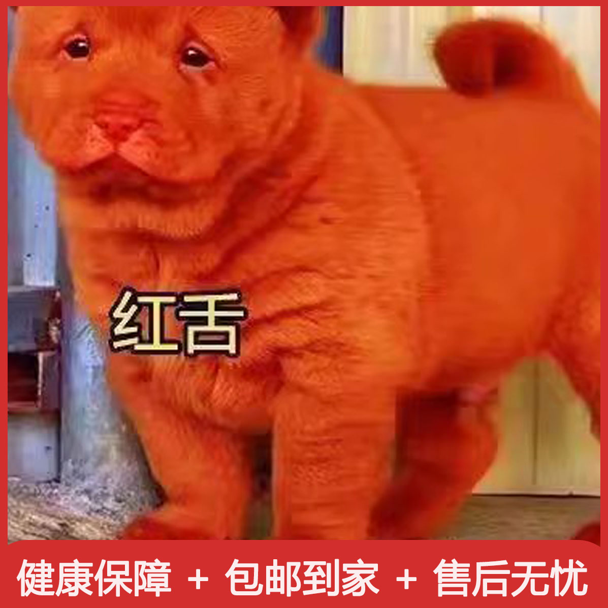 狗狗宠悦奇看家护院大型犬