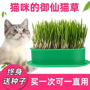猫草猫薄荷盆栽水培化毛球草种子粒非已种好懒人幼猫零食猫咪用品