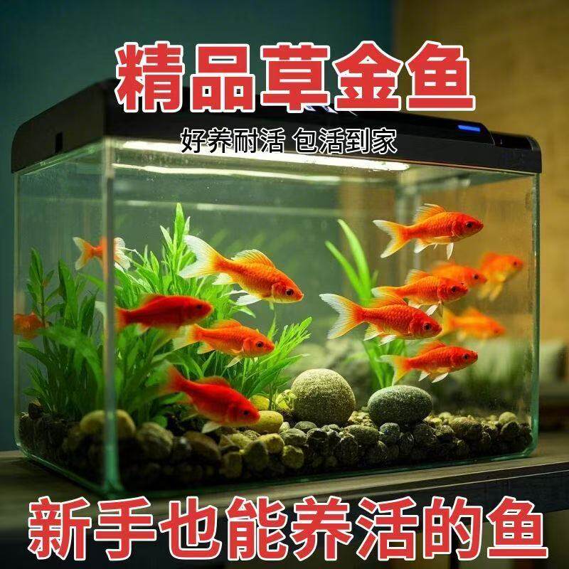 金鱼蝴蝶鲤观赏鱼便宜包邮活鱼