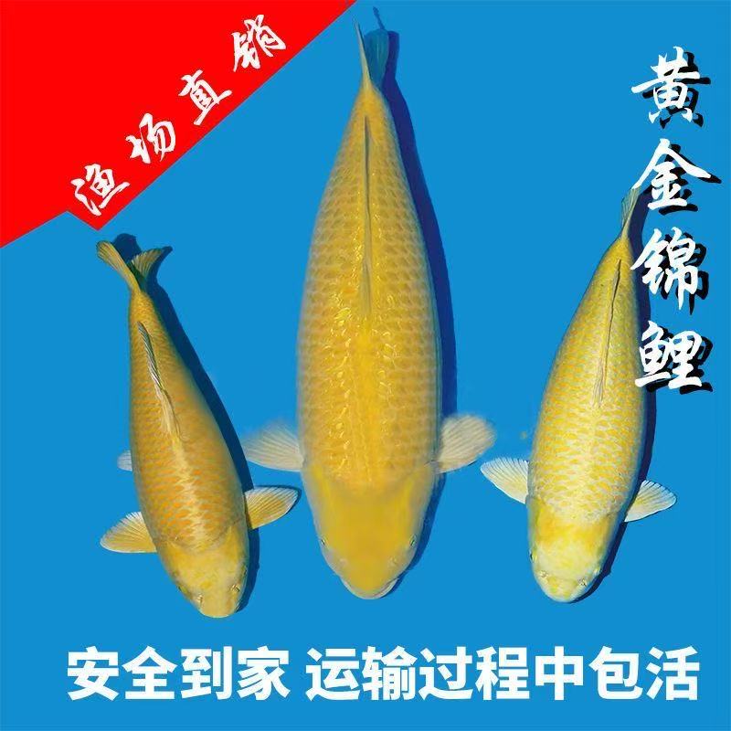 鱼小型鱼锦鲤鲤黄红纯种鱼包邮鱼