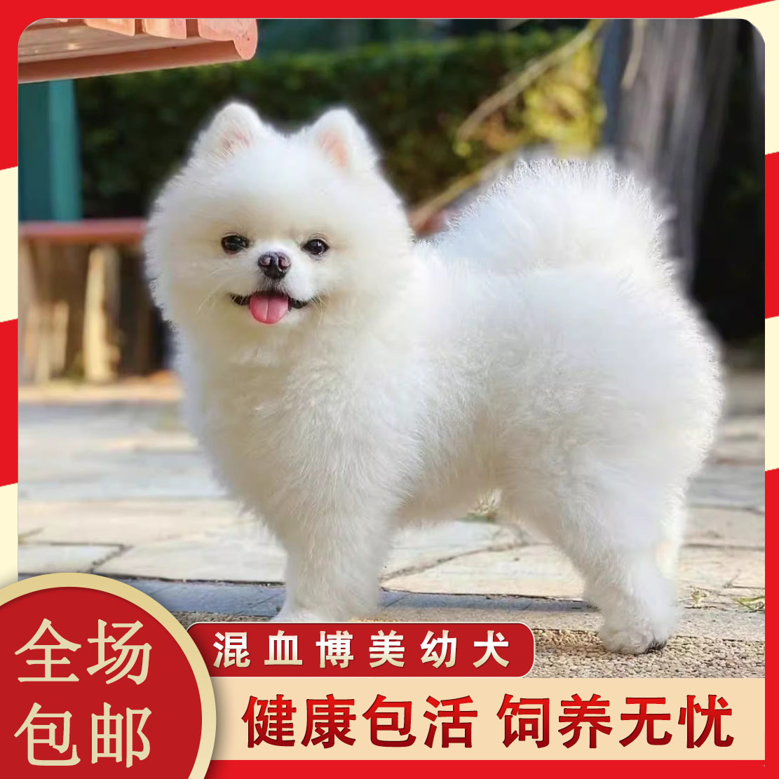 博美混血幼犬袖珍犬家庭可爱大眼睛狗狗网红聪明茶杯犬狗崽帅气