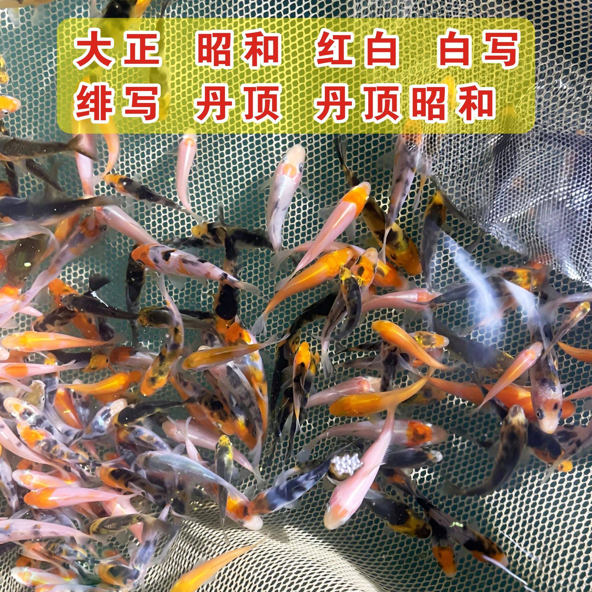 丹顶白写观赏鱼新手适合