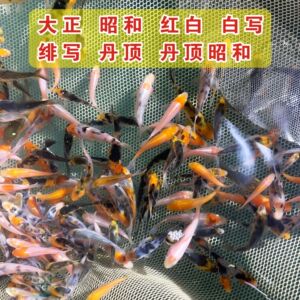 丹顶白写观赏鱼新手适合