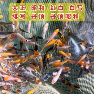纯种血统锦鲤鱼苗2-4.5cm大正红白昭和丹顶白写观赏鱼新手适合