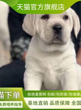 拉布拉多幼犬狗奶油色活物导盲犬寻回犬高智商大骨架警犬真狗黄色