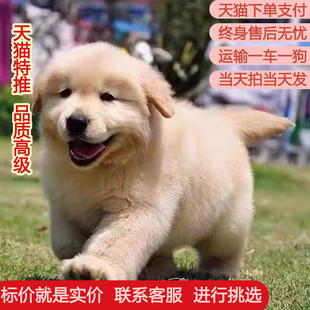 纯种金毛幼犬金毛大骨架金毛犬温顺聪明导盲犬大型犬家庭养宠物狗