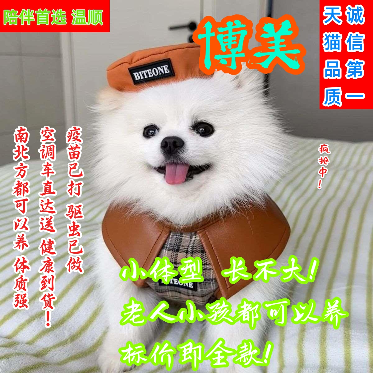 博美幼犬帅气茶杯犬听话学生版小小型犬萌宠活物活泼聪明便宜包邮