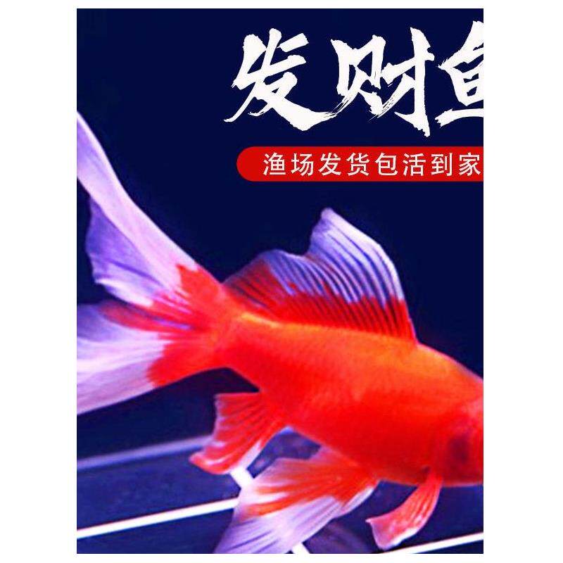 冷水鹦鹉鱼招财鱼黄金白金锦鲤鱼黑草金风水鱼金鱼冷水发财鱼兰寿