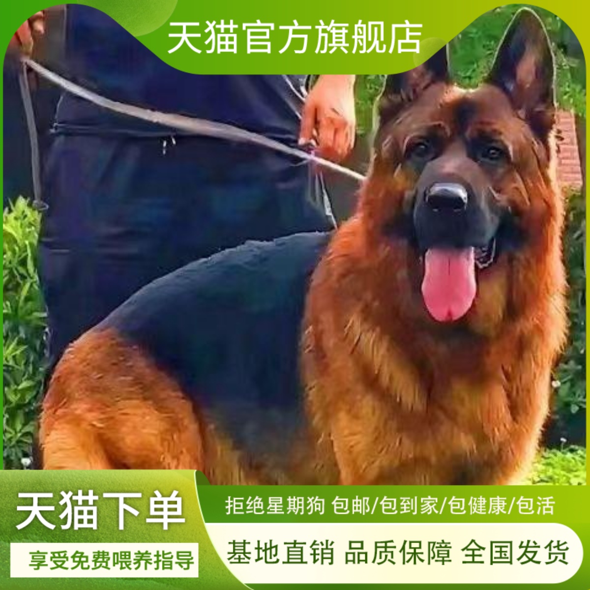 德牧幼犬军犬家养超便宜短毛狗狗活体放羊幼崽警犬德国牧羊犬活物