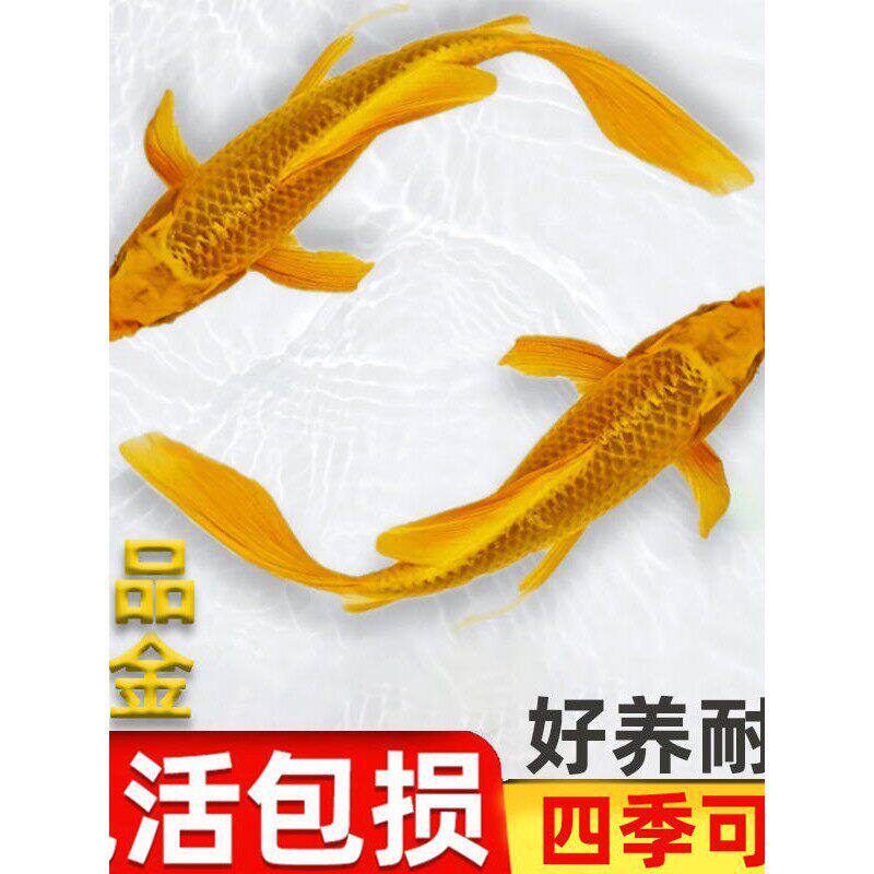 纯种黄金锦鲤观赏鱼好养耐活冷水淡水鱼苗活鱼自来水小鱼凤尾金鱼