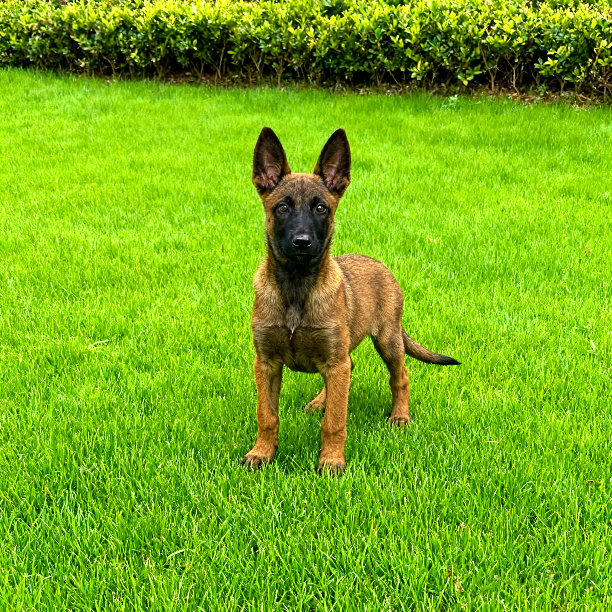 工作犬活体聪明狗狗幼崽狗护卫犬