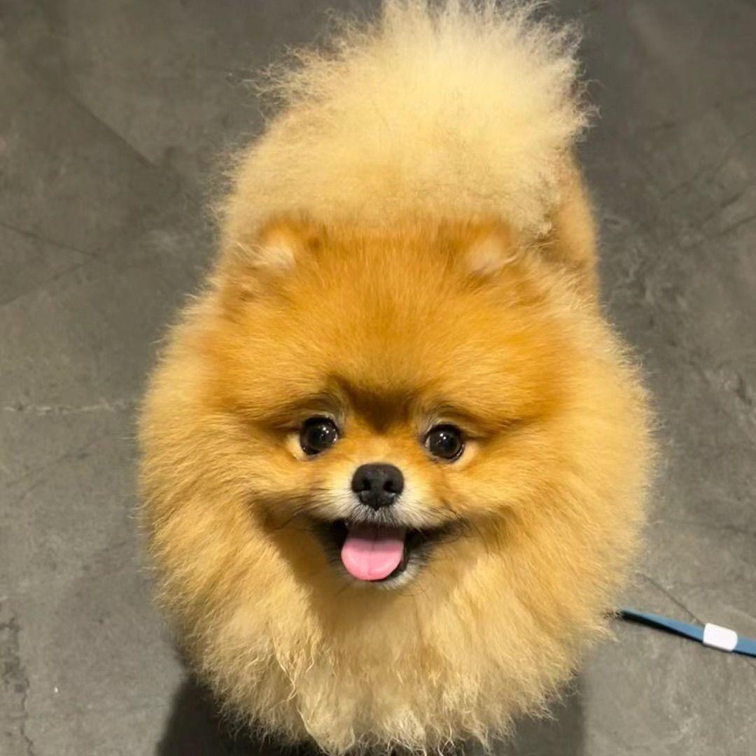 博美幼犬学生版黄色袖珍小型犬萌宠小体活物超物狗听话家养狗便宜