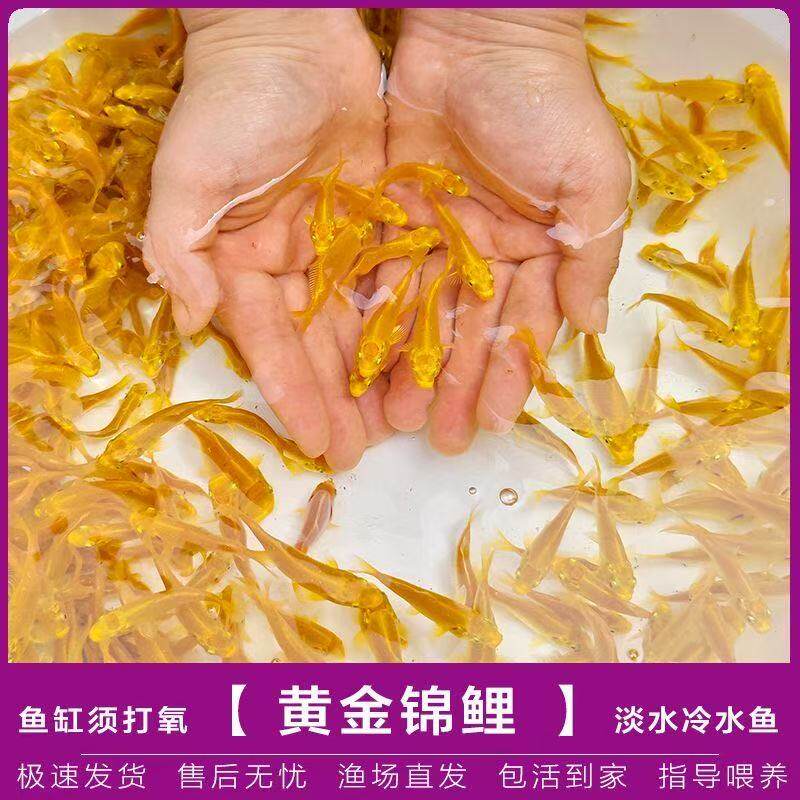 三色草金鱼宠物活体鱼红白