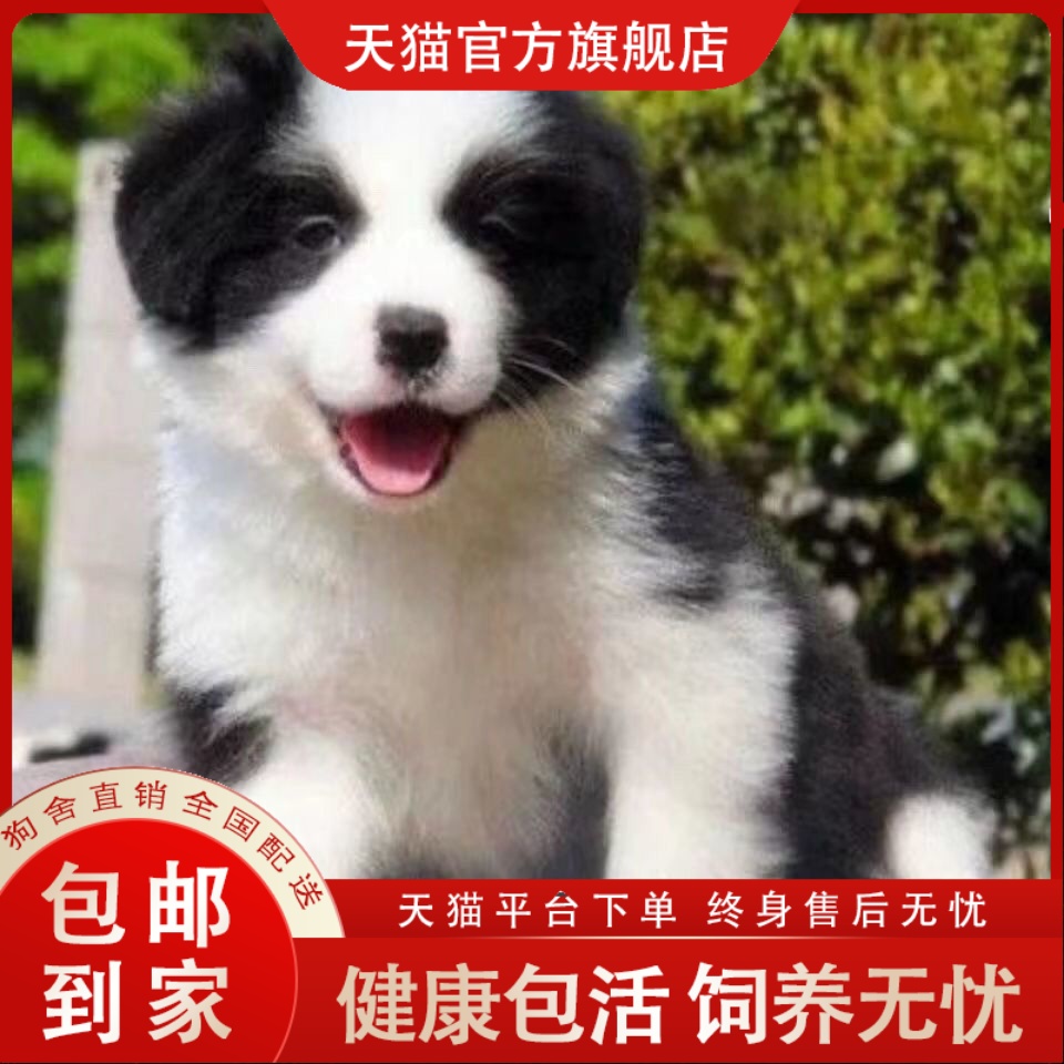 边牧幼犬活物正宗黑白色帅气看家狗家养工作体包活超萌中型犬网红