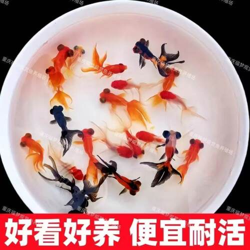 三色草金鱼宠物活体鱼红白