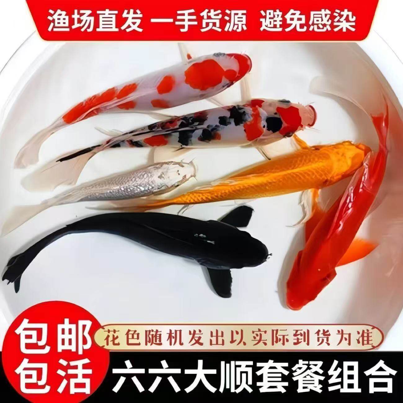 金鱼小鱼苗黄红观赏黄金包邮鱼血