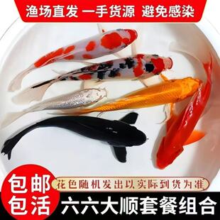 便宜锦鲤鱼黑白活体鱼淡水鱼金鱼小鱼苗黄红观赏黄金包邮鱼血统鱼