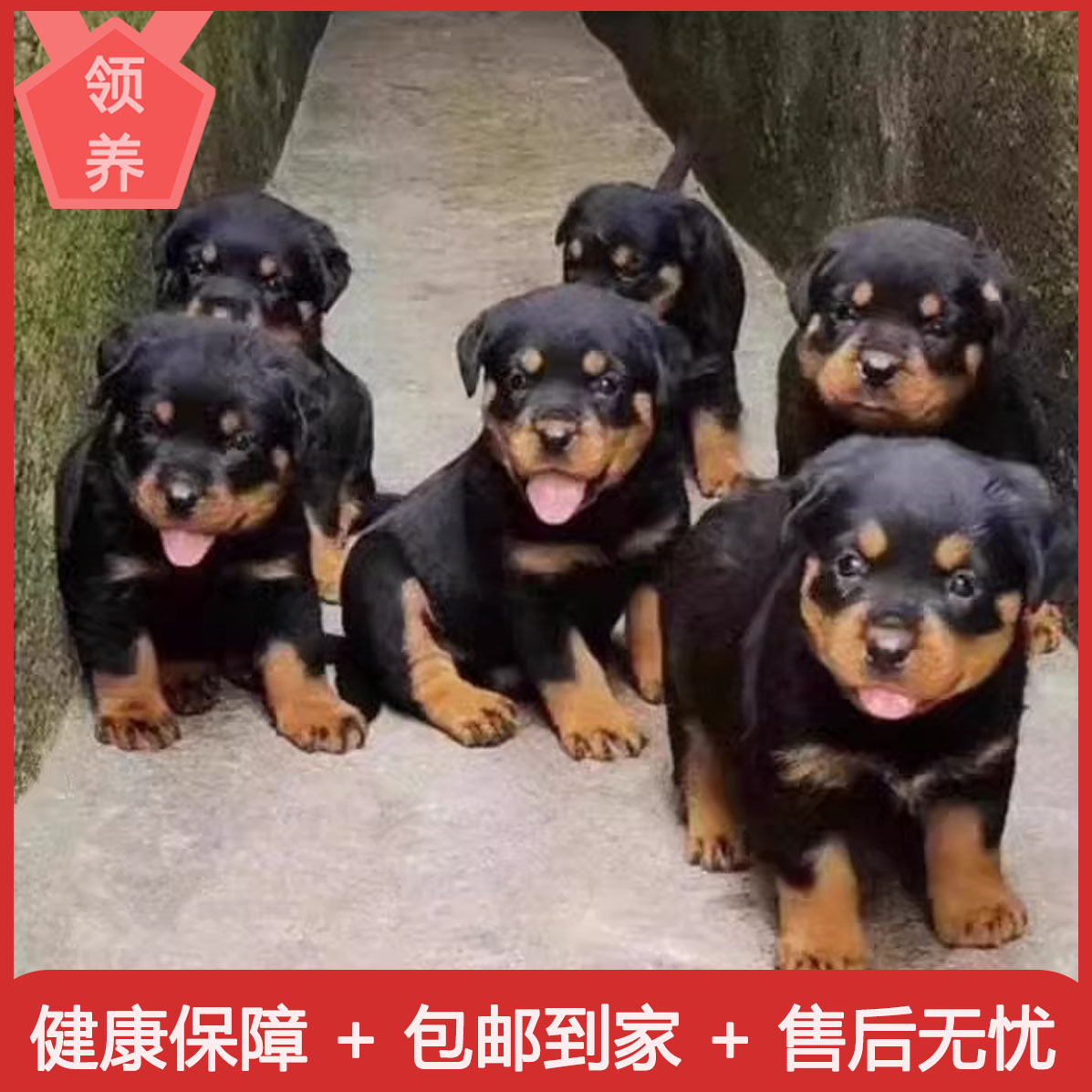 四眼铁包金看门狗便宜幼犬狗狗土狗赶山犬巡好养农村短毛看家狗狗