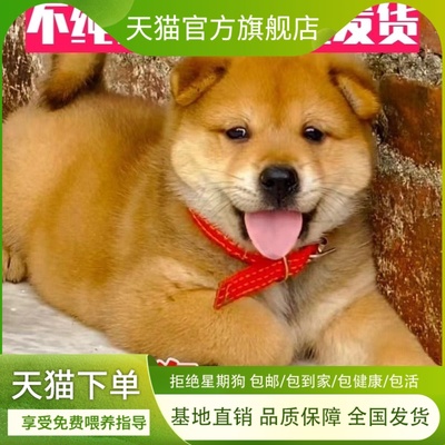 黄狗幼犬中华田园犬好养活忠诚护主广西土猎犬狩土狗便宜赶山犬狗