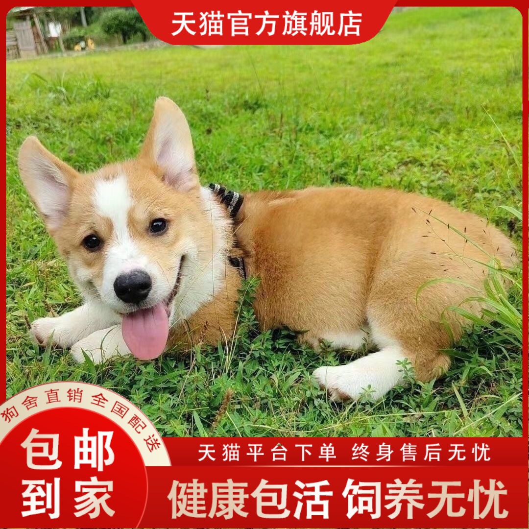 【可爱柯基犬】柯基幼犬宠物狗小狗小短腿宠物狗品种狗包邮柯基犬