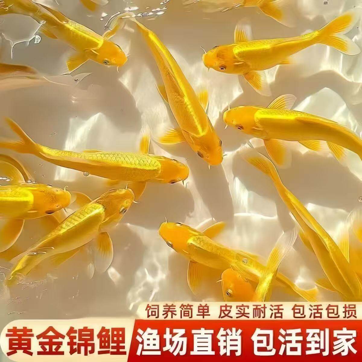 蝴蝶鲤观赏鱼小型鱼冷水鱼黑白活鱼苗包邮纯种鱼活体黄金锦鲤好养