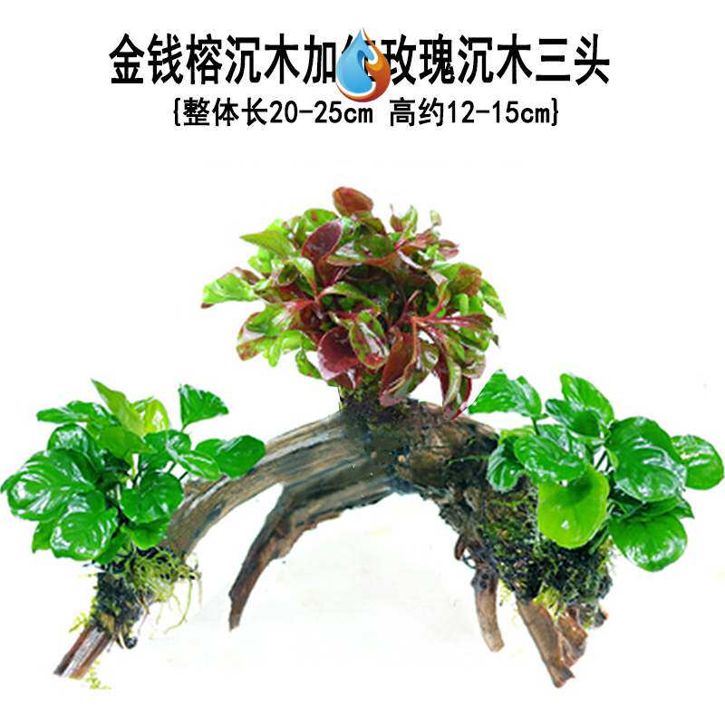 水草种类 图片 价格 多少钱 什么值得买