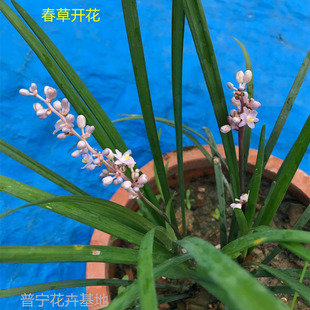 包邮潮汕春草盆栽春草苗台湾兰喜庆花草头香苗麦冬苗长命草抹仔草