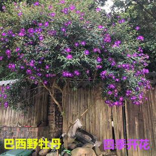 巴西野牡丹紫色花盆栽净化空气阳台庭院花卉植物四季开花木本花卉