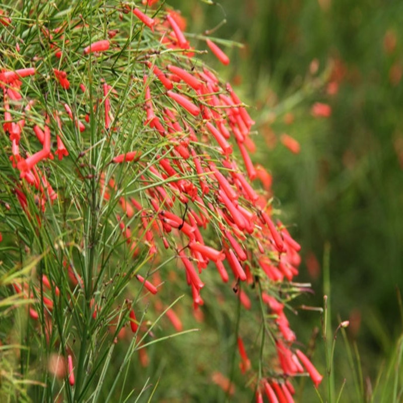 吉祥草花苗炮仗竹盆栽
