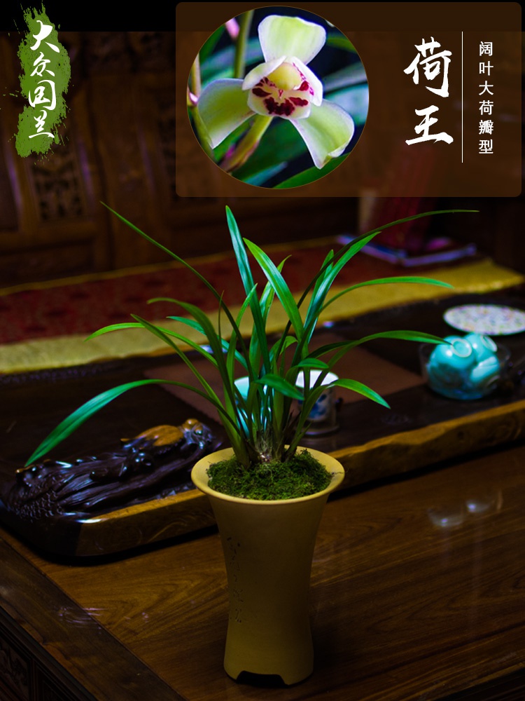 建兰荷王兰花盆栽植物名贵兰草花四季兰花苗浓香型带