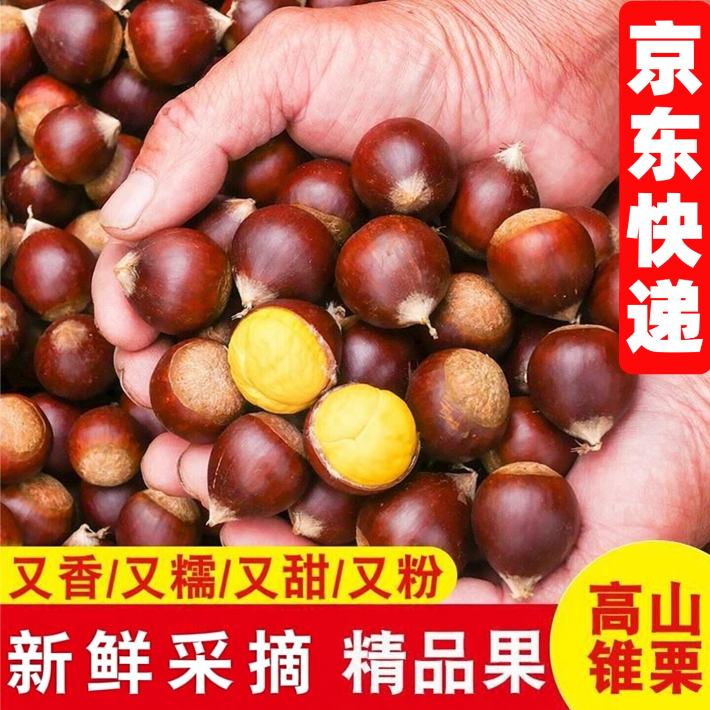 2026年产自福建建瓯板栗生新鲜高山锥栗建特产油栗子毛栗子圆栗子