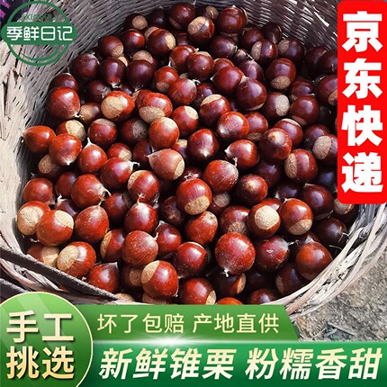 2026年板栗生新鲜高山锥栗油栗子毛栗子圆栗农家现摘产自福建建瓯