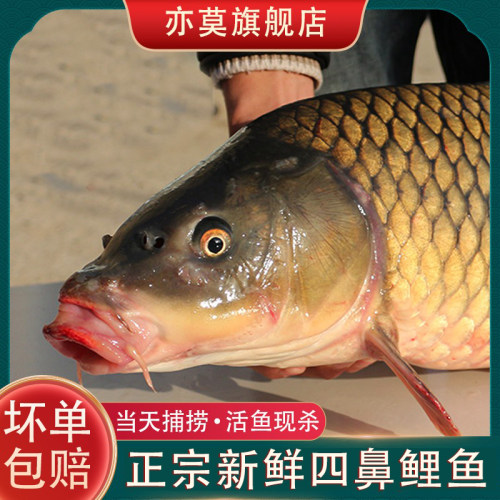 微山湖正宗四鼻鲤鱼活鱼现杀