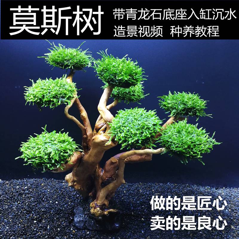 2023莫斯树成品生态鱼缸造景水草真草缸植物活莫斯装饰沉木套餐迎