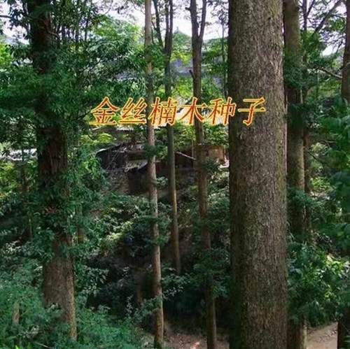正宗金丝楠木种子四川小叶桢楠