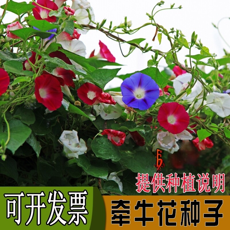 牵牛花阳台盆栽牵牛花种子图片