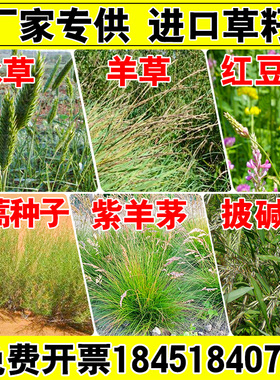 扁穗冰草紫羊茅沙嵩蒿羊草草籽红豆草种子孑耐旱寒抗风沙绿化护坡