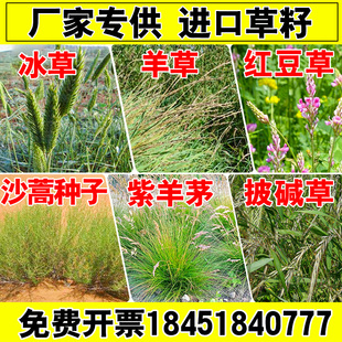 扁穗冰草紫羊茅沙嵩蒿羊草草籽红豆草种子孑耐旱寒抗风沙绿化护坡