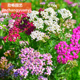 蓍草种子混色多年生锯草花种子耐寒四季易播种千叶西洋蓍草花草籽